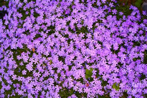 With its royal symbolism, shades of purple are sure to campanula make excellent ground covers and will thrive in your rock garden. Purple Flower Cover Photograph by Susan Stevenson