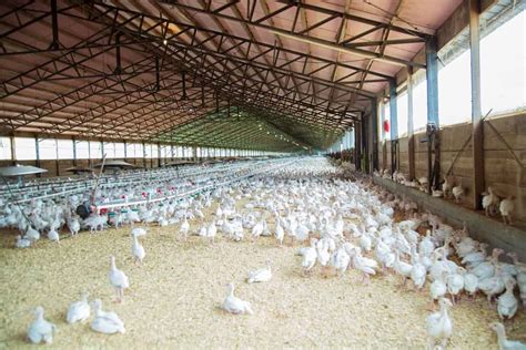 Poultry Farming In Kenya Breeds How To Start And Pdf