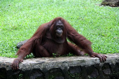 Sumatran Orangutan Pongo Abelii Zoochat