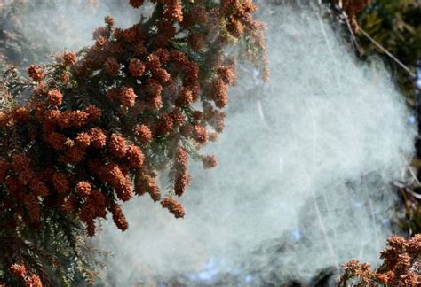 Cedar Tree Pollen Stock Photos Pictures And Royalty Free Images Istock