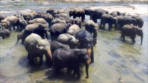 Sri Lankans Deadly Clash With Elephants Bbc News