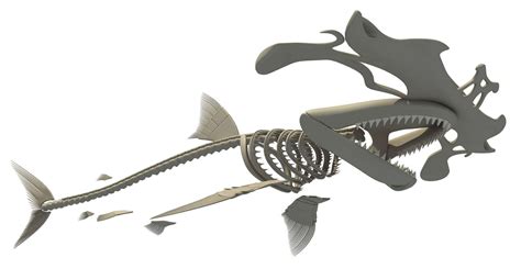 Hammerhead Shark Skeleton 3d Model By 3d Horse