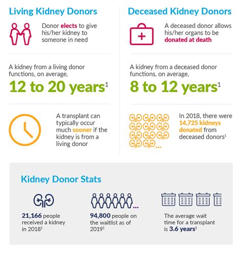 Whats The Difference Living Vs Deceased Kidney Donors