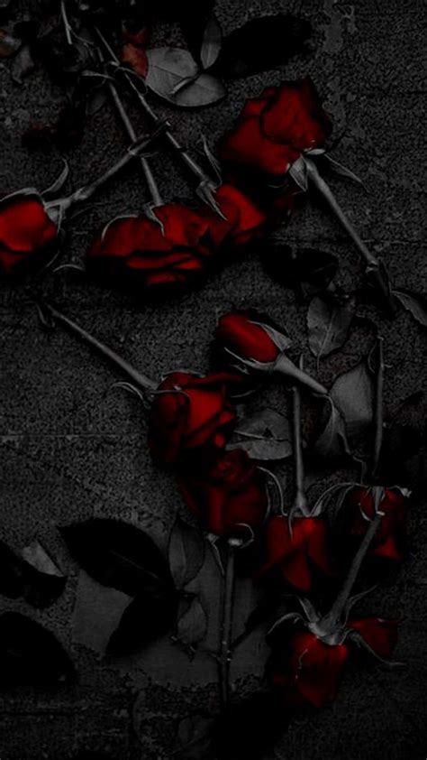 Download Dark Red Aesthetic Deep Red Roses Wallpaper