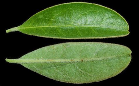 Ximenia Caffra Sond Plants Of The World Online Kew Science