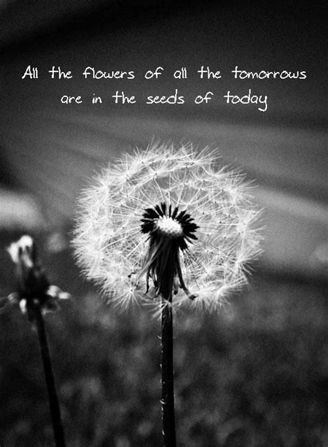 All The Flowers Of Tomorrow Are In The Seeds Of Today Beautiful Quotes
