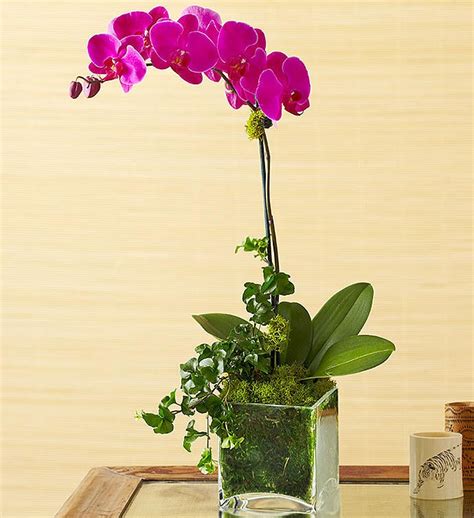 1 Stem Purple Phalaenopsis Orchid Delivered 1800flowerscom