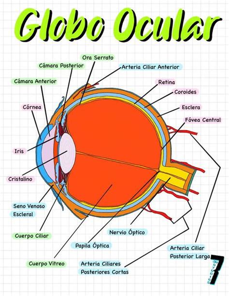Globo Ocular Anatomía Udocz