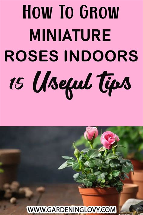 Learn More About How To Grow Miniature Roses Indoors Mini Roses Might