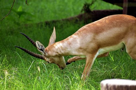 Impala Antelope Animal Free Photo On Pixabay Pixabay