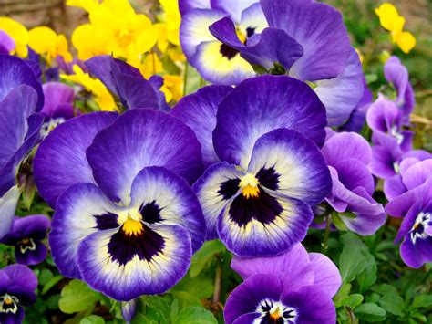 Live Fall Pansies Fall Flowers Colorful Plants Potted Etsy