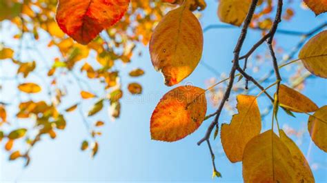 Foliage In A Blue Sky In Autumn Colors In Sunlight At Fall Stock Photo