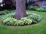 Images of Trees For Backyard Landscaping