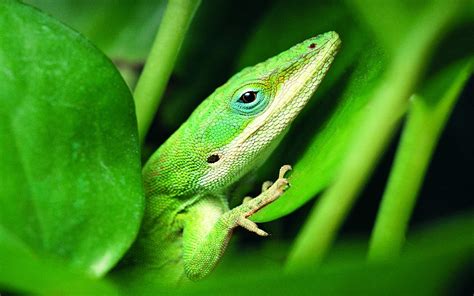Green Lizard Wallpapers Hd Desktop And Mobile Backgrounds
