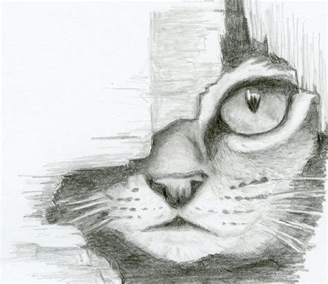 Shy Cat By Cchersin On Deviantart