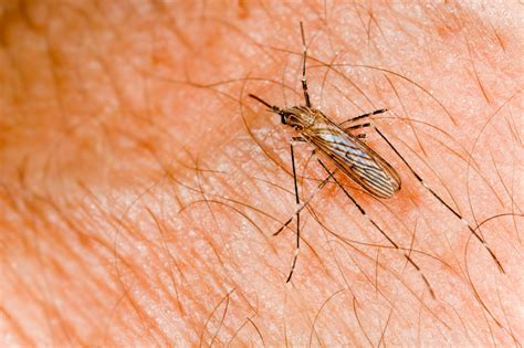 Why Do Mosquito Bites Itch Information On Mosquito Bites