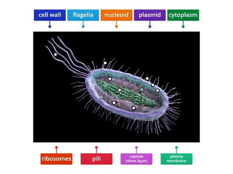 Prokaryotic Cell Labelled Diagram