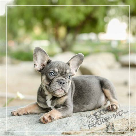 Minibluecharlie1 Exotic French Bulldogs