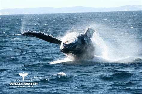 Augusta Whale Watch Whale Watch Western Australia Reservations