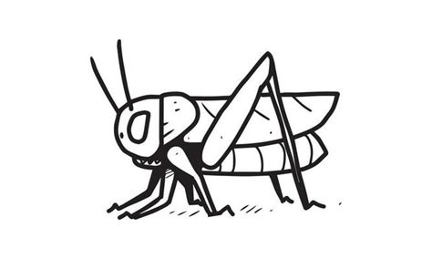 Cricket Insect Vector Art Icons And Graphics For Free Download