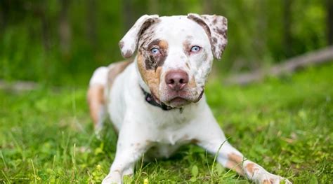 You'r guarantee for your purchase. Catahoula Leopard Dog & Pitbull Mix: Information on the ...