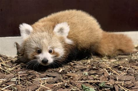 Kleiner Roter Panda Sucht Namen News Research