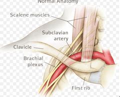 The brachial plexus passes above the first rib posterior to the clavicle and then enters the axilla (armpit). Brachial Plexus Injuries & Disorders flashcards | Quizlet
