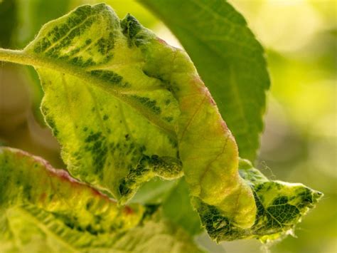 Discolored Apple Leaves Learn The Signs Of Chlorosis In Apples