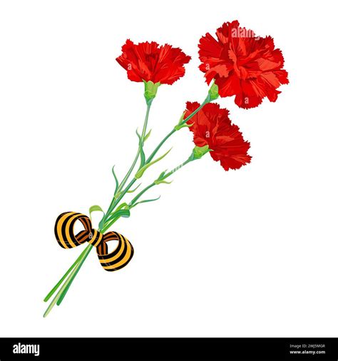 Red carnations isolated on a white background. A bouquet with a St