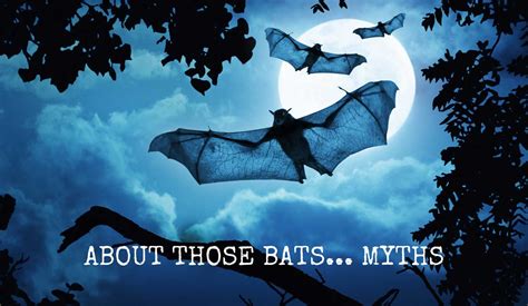 Myths About Bats The Urban Ecologist
