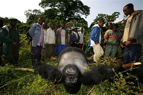 Threats To Mountain Gorillas In Africa Mountain Gorillas Gorilla Tours