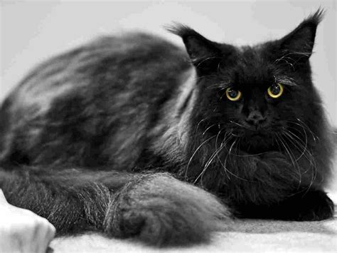 The Black Maine Coon A Complete Guide Maine Coon Hawaii