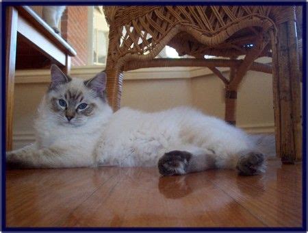 Invest in a great pet here are the details for 2020. Seal Lynx Point Ragdoll cat | Lynx Point Ragdoll Cats ...