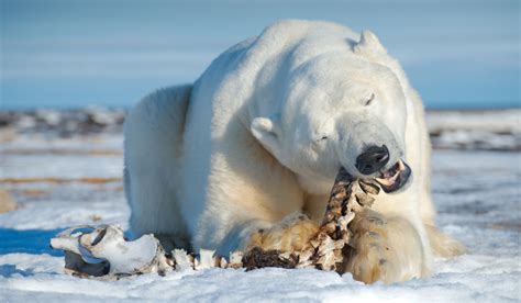 Polar Bear What Next Part Ii Hunting Polarjournal
