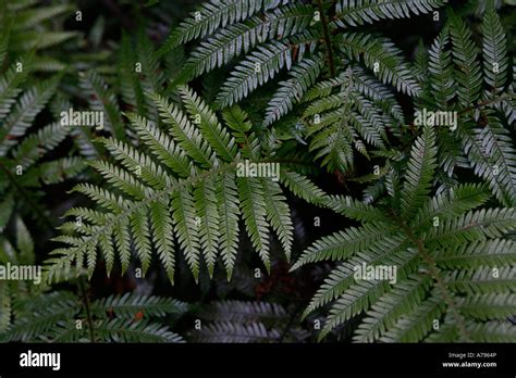 New Zealand Tree Fern Stock Photo Alamy
