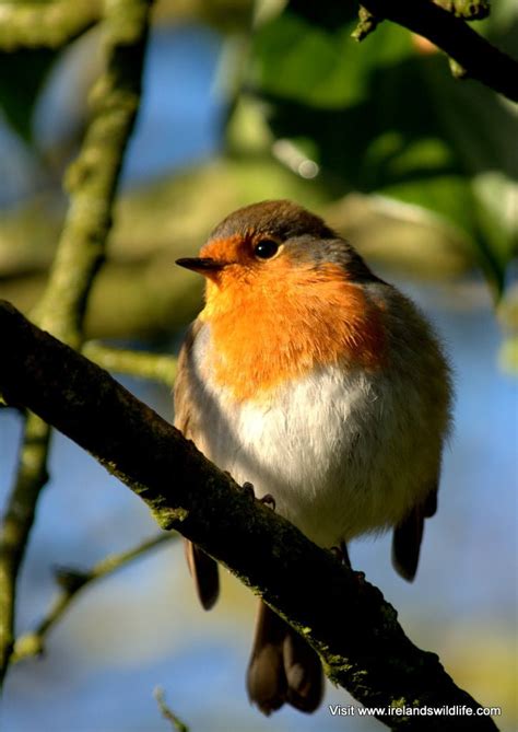 9 Top Tips For Feeding Your Garden Birds Irelands Wildlife