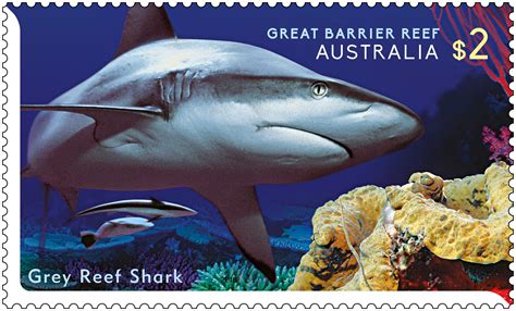 Australia 2018 Great Barrier Reef Grey Reef Shark Grey Reef Shark