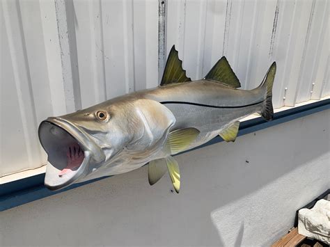 40 Inch Snook Fish Mount Production Proofs Invoice 21325 Mount