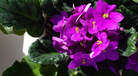 31 Different Types Of African Violet Varieties 2023