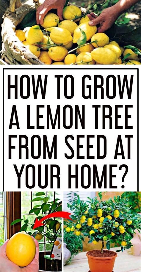 You Can Grow Lemon Tree Indoors With These Simple And Easy Steps You