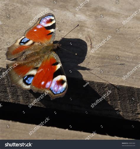 Closeup Of Brightly Brown Butterfly With Blue Circles On The Wings
