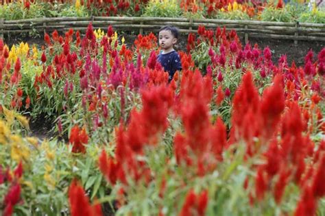 Keindahan taman sakura wisata ala jepang yutaka farm indonesia. Selfie Taman Sakura : Gambar Taman Bunga Kartun Berwarna ...