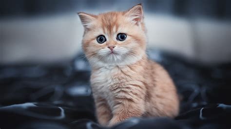 Cute Kitten Cat Animals Hd Wallpaper Peakpx
