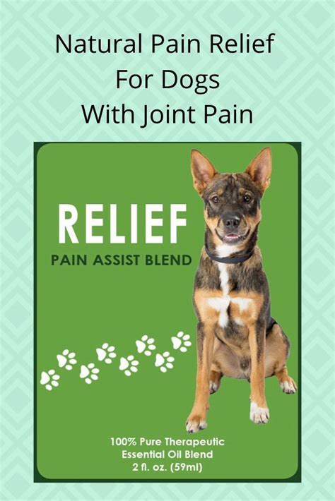 Pin On Best Pain Relief For Dogs