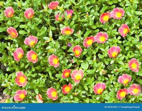 Little Hogweed Stock Image Image Of Purslane Colorful 43767441