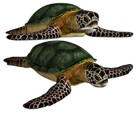 Turtle Png Transparent Images Png All