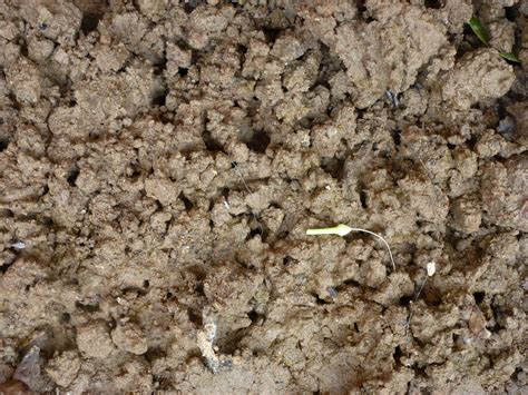6 Types Of Soil How To Make The Most Of Your Garden Soil