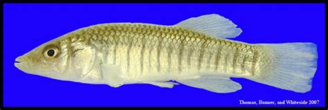 Killifish Of The Florida Panhandle Ufifas Extension Escambia County