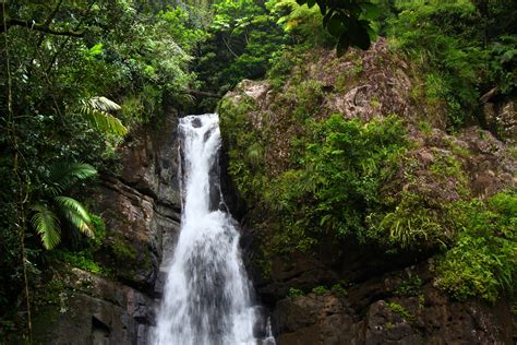 El Yunque Bosque Pluvial De Puerto Rico