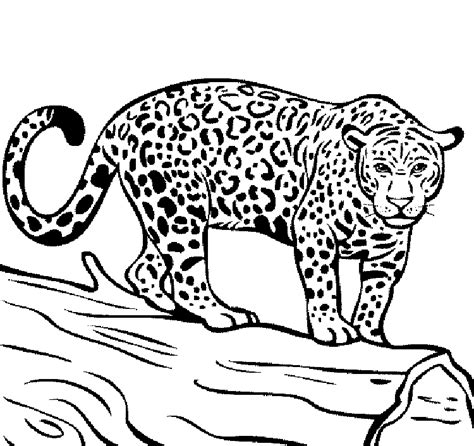 Free Jaguar Coloring Pages Jaguar Colors Animal Line Drawings
